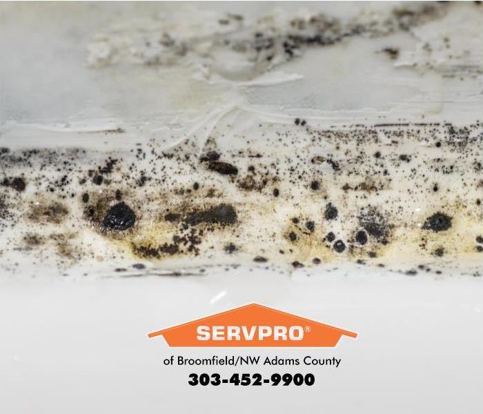 Several strains of mold are shown rapidly growing on a wall. 